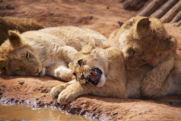 South Africa Chill Time : Baby Lions